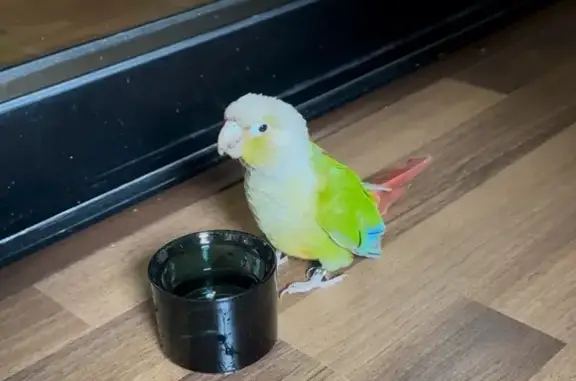 Friendly Bird Found on Farrer Road, SG