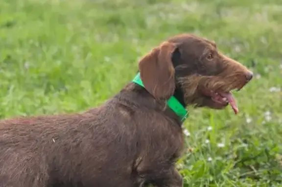 Chien perdu , photo : Teckel chocolat perdu à Castirla