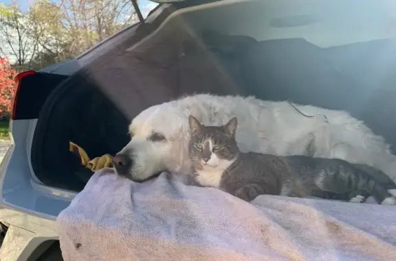 Chat perdu à Rodez : grand, tigré, yeux verts - photo