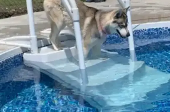Lost: Brown/White/Gray Dog in Ontario