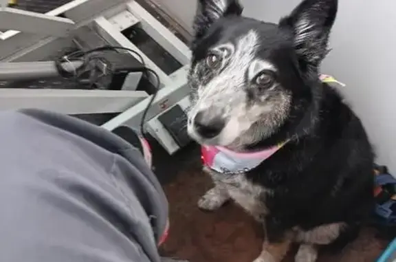 Lost Dog: Help Bring Her Home for B-Day!