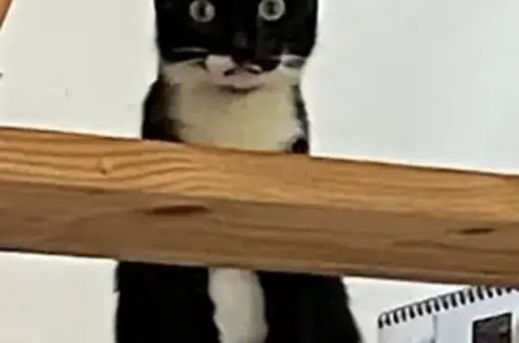 Animaux trouvés , photo: Chat noir et blanc trouvé à Val de Chaise