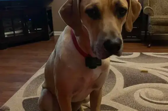 Lost Great Dane Mix in Guntersville, AL