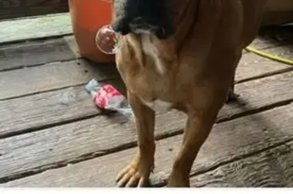 Lost Dog: Brown & White, Green Collar