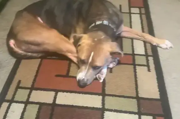 Lost Dog: Help Find Houston in Memphis!