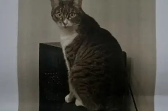 Chatte perdue, 2 ans, rue de l'Abbaye - photo