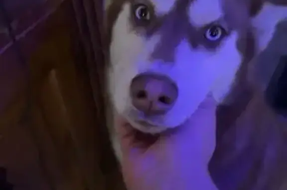 Lost Dog: Red/Brown Coat, Odd Eyes