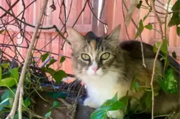 Lost Calico Cat in Grass Valley, CA
