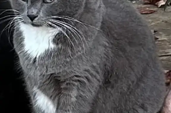 Lost: Gray Cat Kirky on Portland Rd