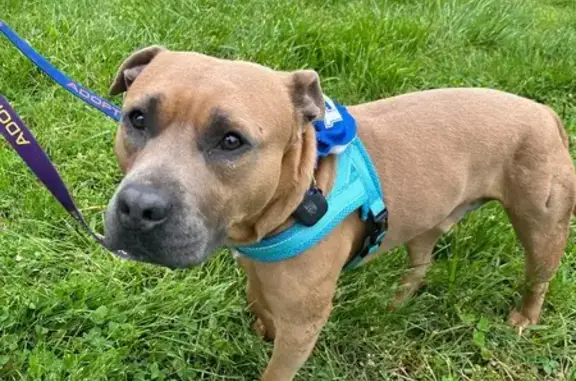 Lost Caramel Dog: Yellow Collar, Three Oaks