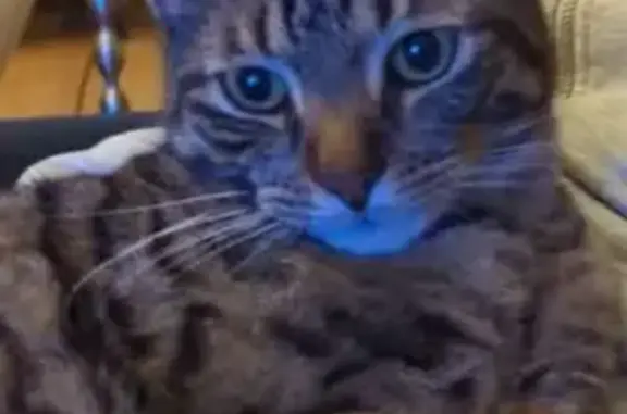 Chat perdu, Le Havre, photo: Chat tigré perdu, Rue Docteur Pareur