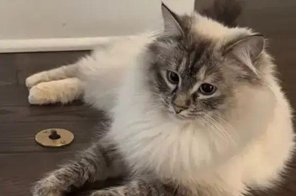 Lost Cat: White with Gray Markings, Columbus