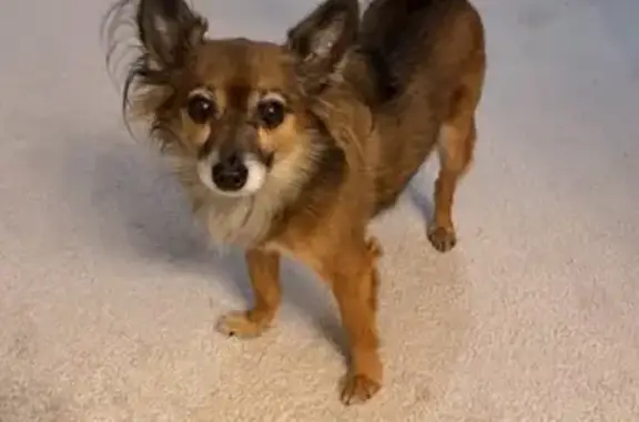 Lost Dog: Skittish, Loves Cheese, Manassas