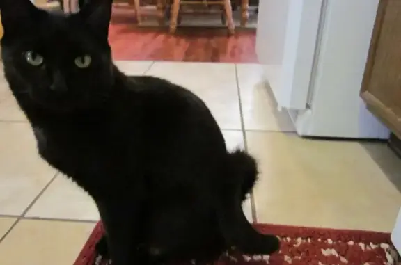 Lost Cat: Dark Coat & Vampire Smile