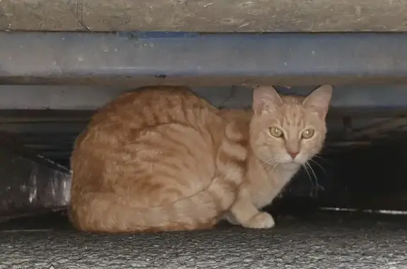 Chat trouvé Quesnoy-sur-Deûle, photo: Chat beige tigré trouvé à Quesnoy-sur-Deûle