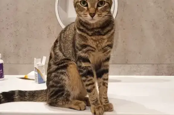 Chat perdu, Narbonne, photo: Chat Européen tigré perdu à Narbonne
