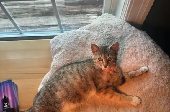 Lost Calico Cat 'Birdie' in Lebanon, TN