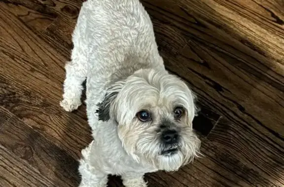 Lost Shih-Poo Teddy: Beige, Friendly, Asheboro
