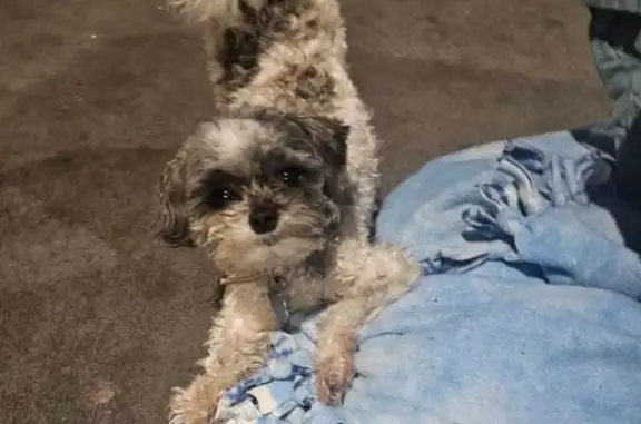 Lost Shihpoo: Sassy, 2yrs, Call 814-952-2997