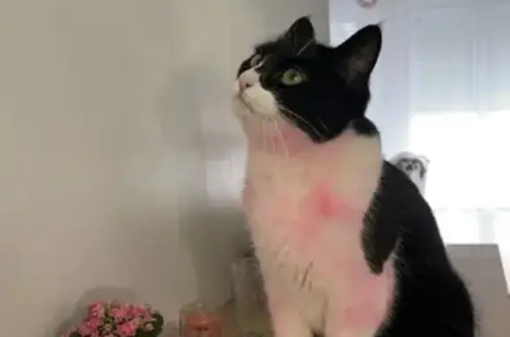 Animaux perdus Claye-Souilly, photo: Petite chatte noire et blanche perdue