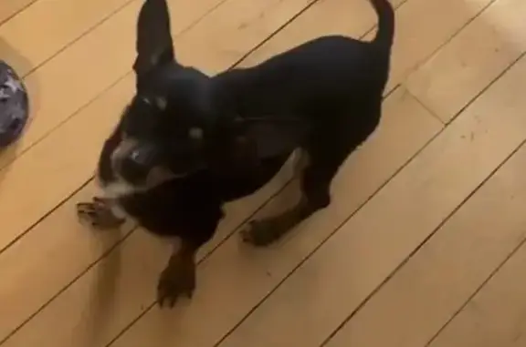 Missing Mini Chihuahua: Alsip Area