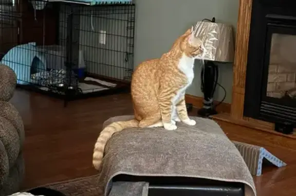 Lost: Orange & White Tabby on Ely Ave