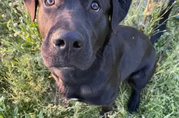 Perro Joven Encontrado en Villanueva de Perales