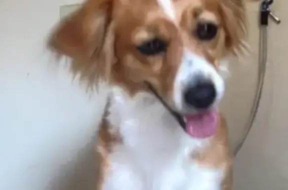 cachorro desaparecida