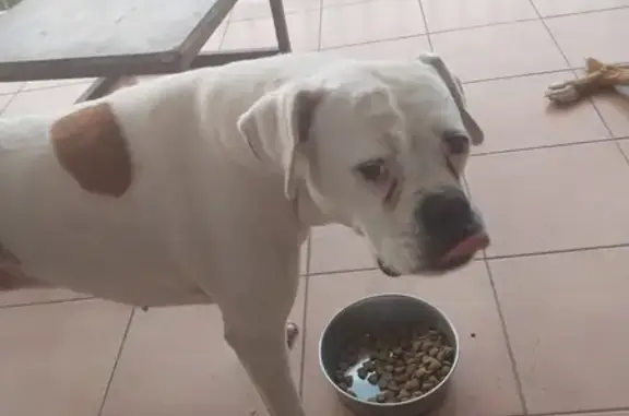 Lost Dog: White Milo with Unique Eye