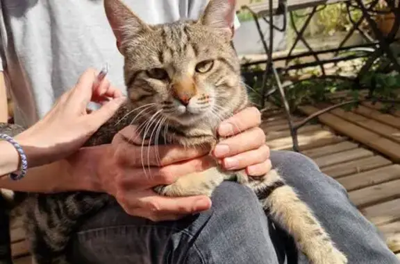 Chat trouvé Carpentras, photo: Chat tigré trouvé à Carpentras, affectueux