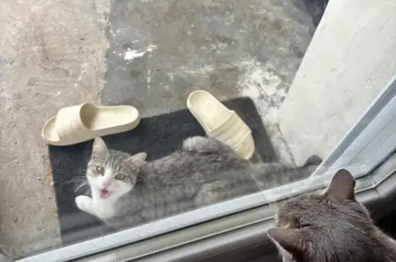 Chat trouvé Castelmoron-sur-Lot, photo: Chat câlin trouvé rue du 8 Mai, Castelmoron