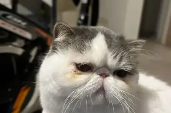 Chat perdu, , photo: Chatte perdue : Chanel, pelage blanc tacheté