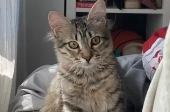 ¡Gatito Perdido! Gala, 5 Meses, Sabadell