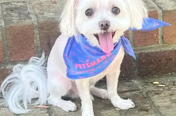 Lost White Maltese in Lilburn Area