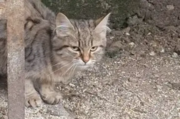 Animaux trouvés Munchhouse, photo: Chat tigré trouvé à Munchhouse