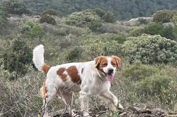 Chien perdu , photo : Chien blanc tacheté marron perdu à La Livinière