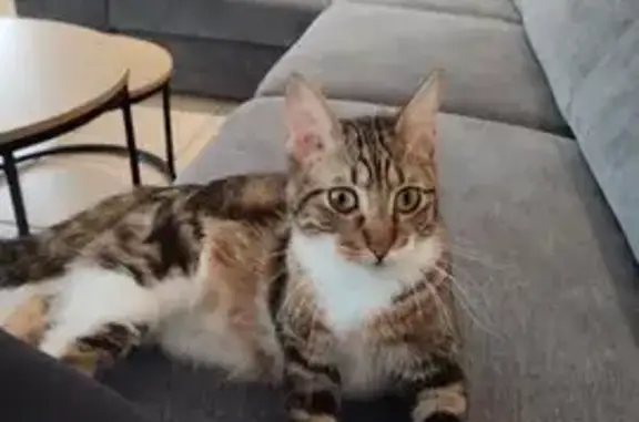 Animaux perdus , photo: Chat tricolore perdu à Lacourt-St-Pierre