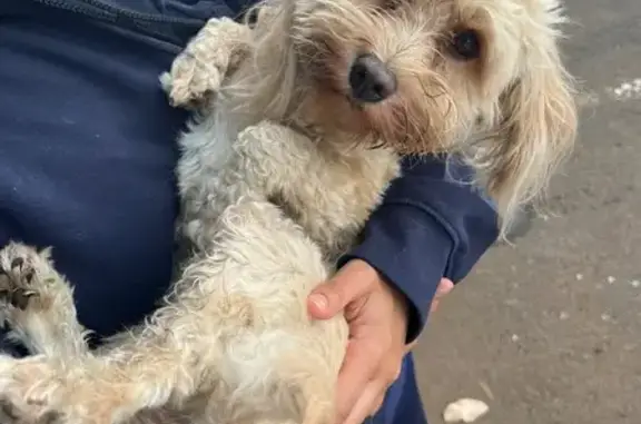 Chienne sans collier trouvée N1A Saline - photo