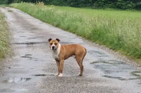 Chien errant aboyant à Villette-de-Vienne - photo