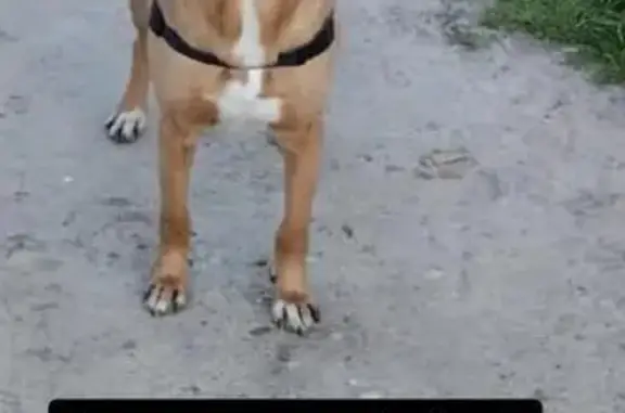 Perro Perdido en Fuensalida: Asustadizo y Desconfiado