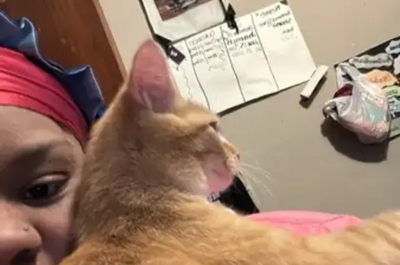 Lost Fluffy Cat: 43rd St. Ensley, Help!