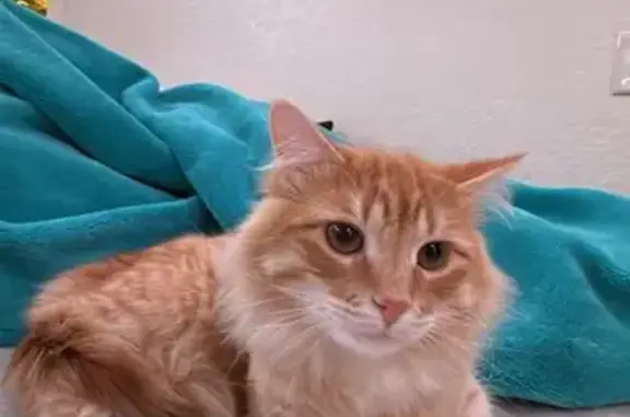 Lost Orange Angora/Tabby Mix - Commerce City