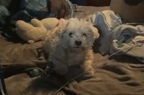 Missing: Golden Morky, Oak Ave, Wilmington