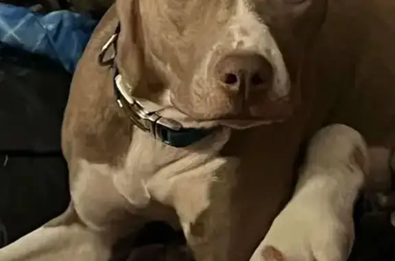 Lost Dog: Answers to 'Momma' or 'Gracie'