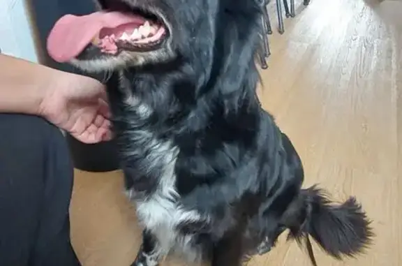 Chien trouvé Pont-Hébert, photo: Chien trouvé à St Lô, non identifié