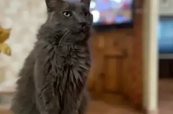 Gato Perdido en Andrach: Gris de Pelo Largo