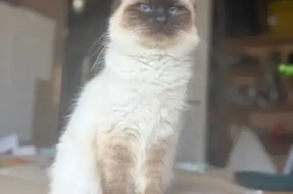 Chatte allaitante recherchée pour 4 orphelins - photo