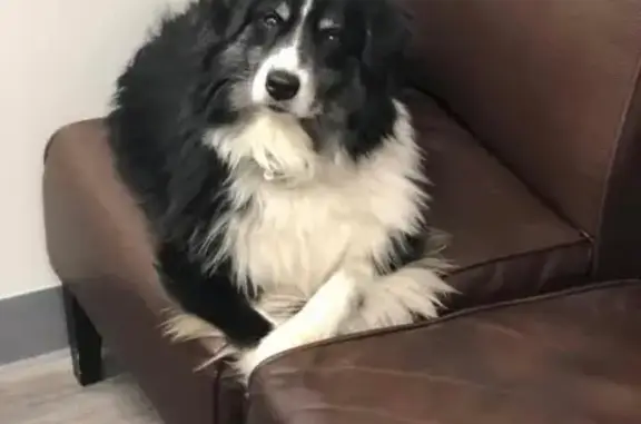 Lost and found pets , photo: Help Find Hulk: Blind, Diabetic Dog Lost