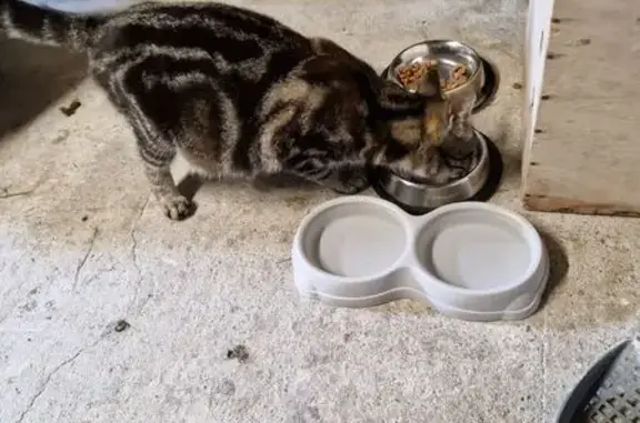 Chatte grise tigrée gestante trouvée - photo