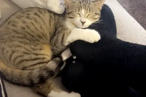 Animaux perdus Issoire, photo: Chatte tigrée enceinte perdue à Issoire